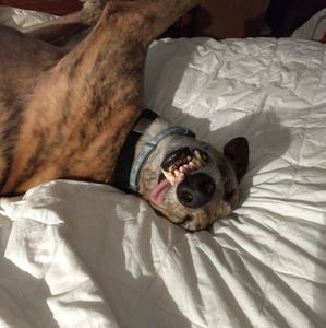 Meet your Posher, Sharon